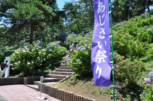 太閤山　あじさい祭り