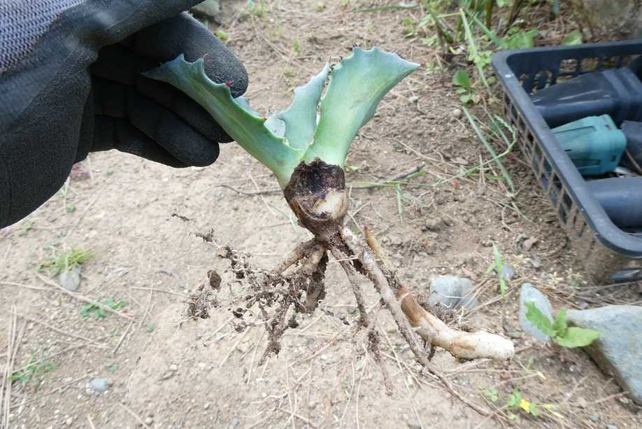 地植えアガベの様子～フェロックス”縞斑” | 小平太1098のブログ - 楽天