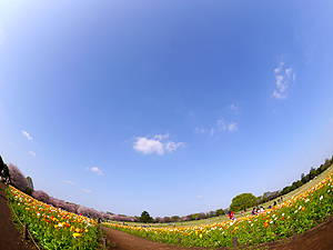 昭和記念公園