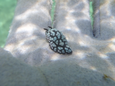 沖縄磯採集2013年7月下旬21　コイボウミウシ（Phyllidiella pustulosa）