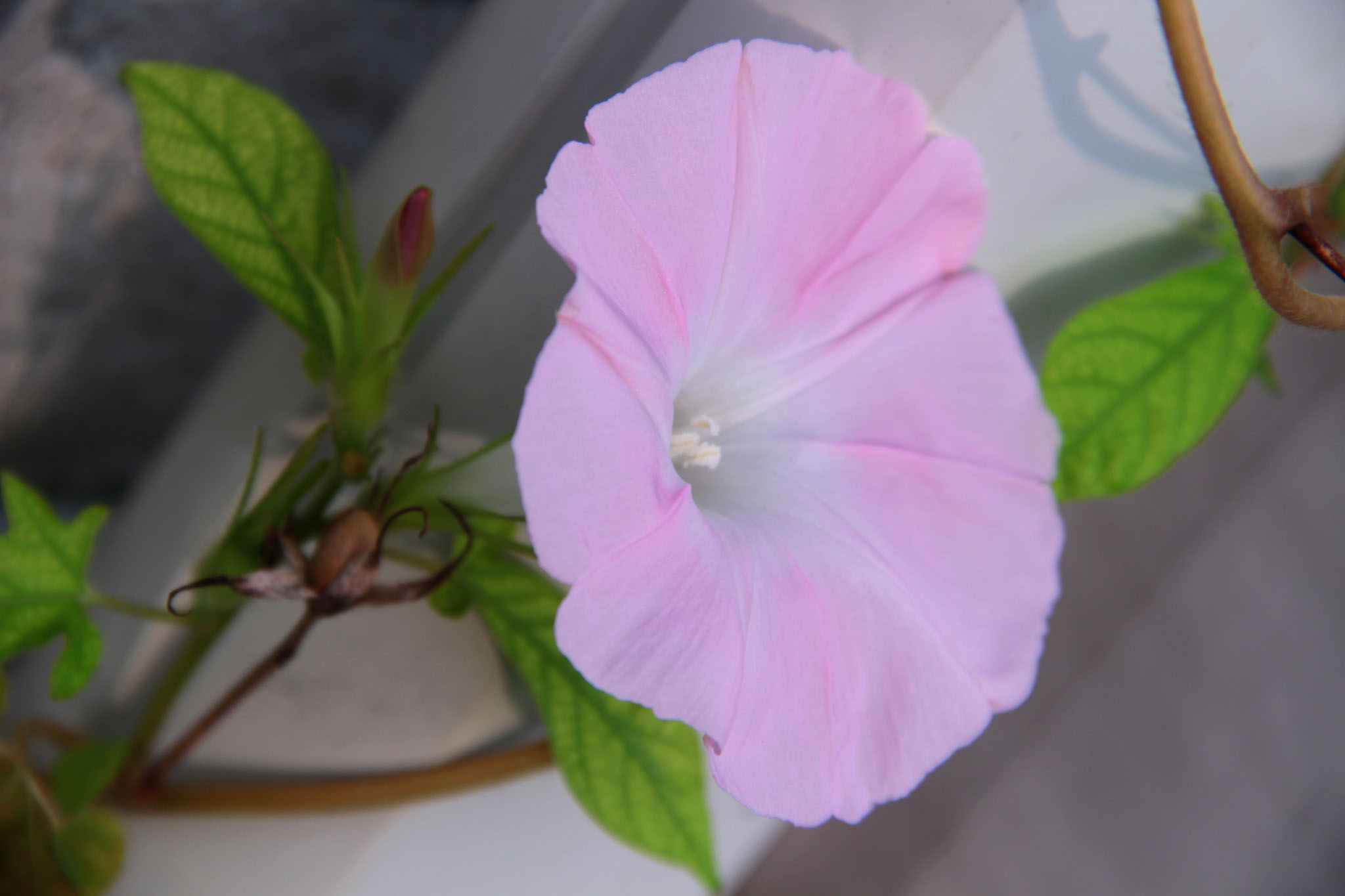 蕾　花　種