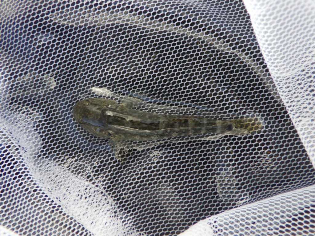串本磯採集2023年8月上旬5　ドロメ（Chaenogobius gulosus）