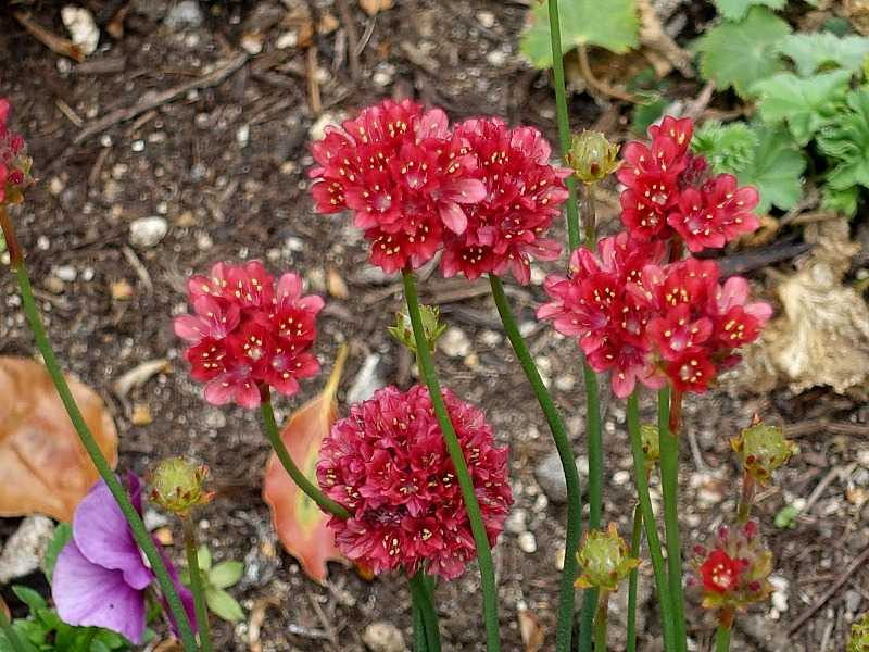 4ページ目の記事一覧 Gazengamaのブログ 散歩中に出合った花と趣味の陶芸作品 楽天ブログ