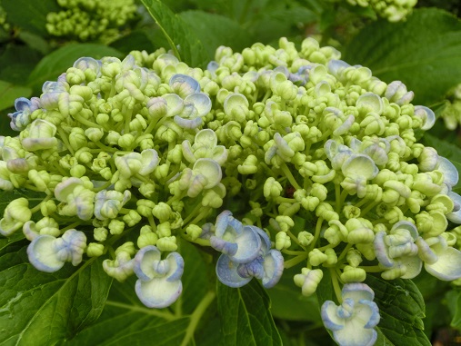 お多福紫陽花