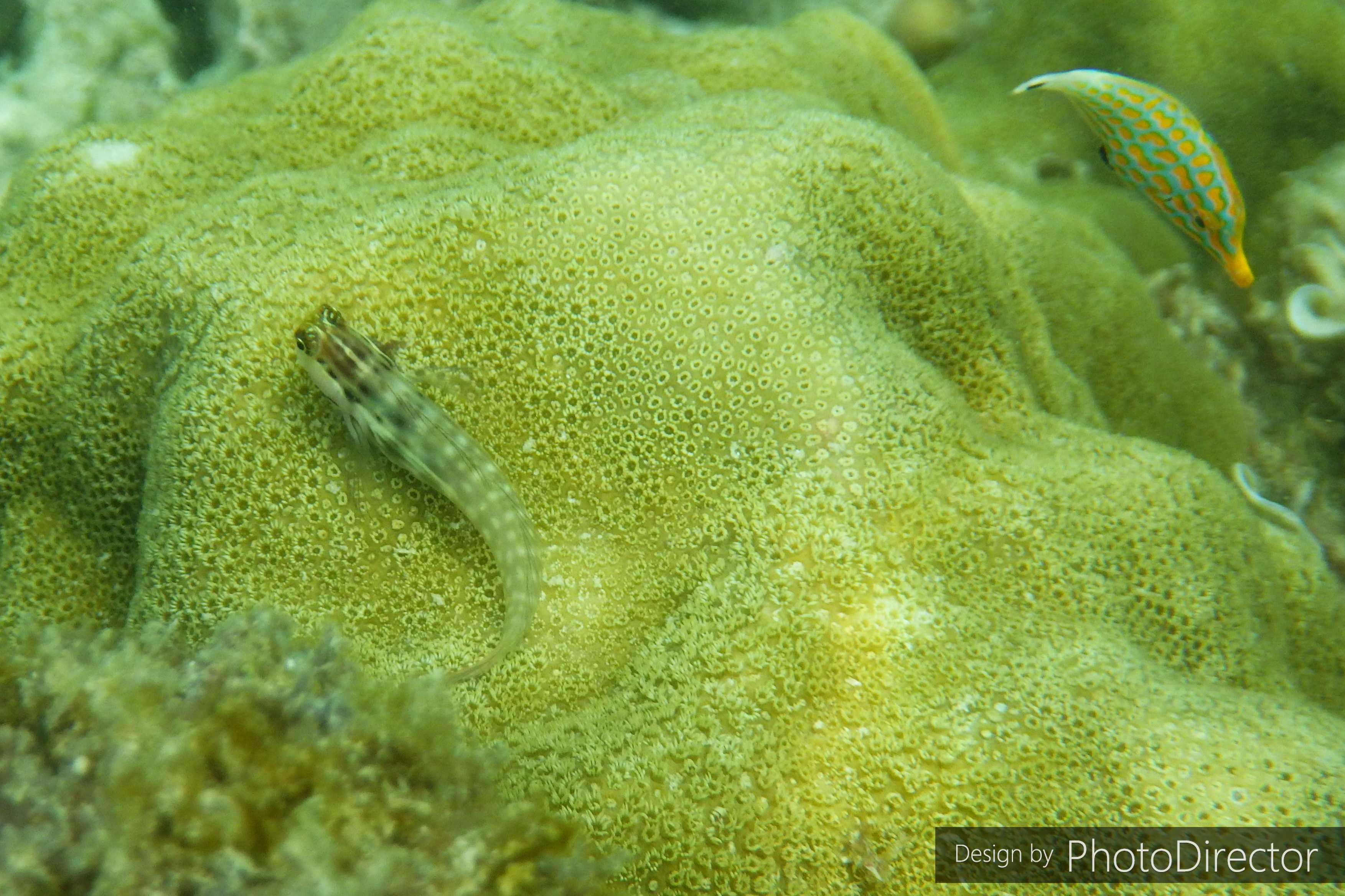 2ページ目の記事一覧 ねこログ 楽天ブログ