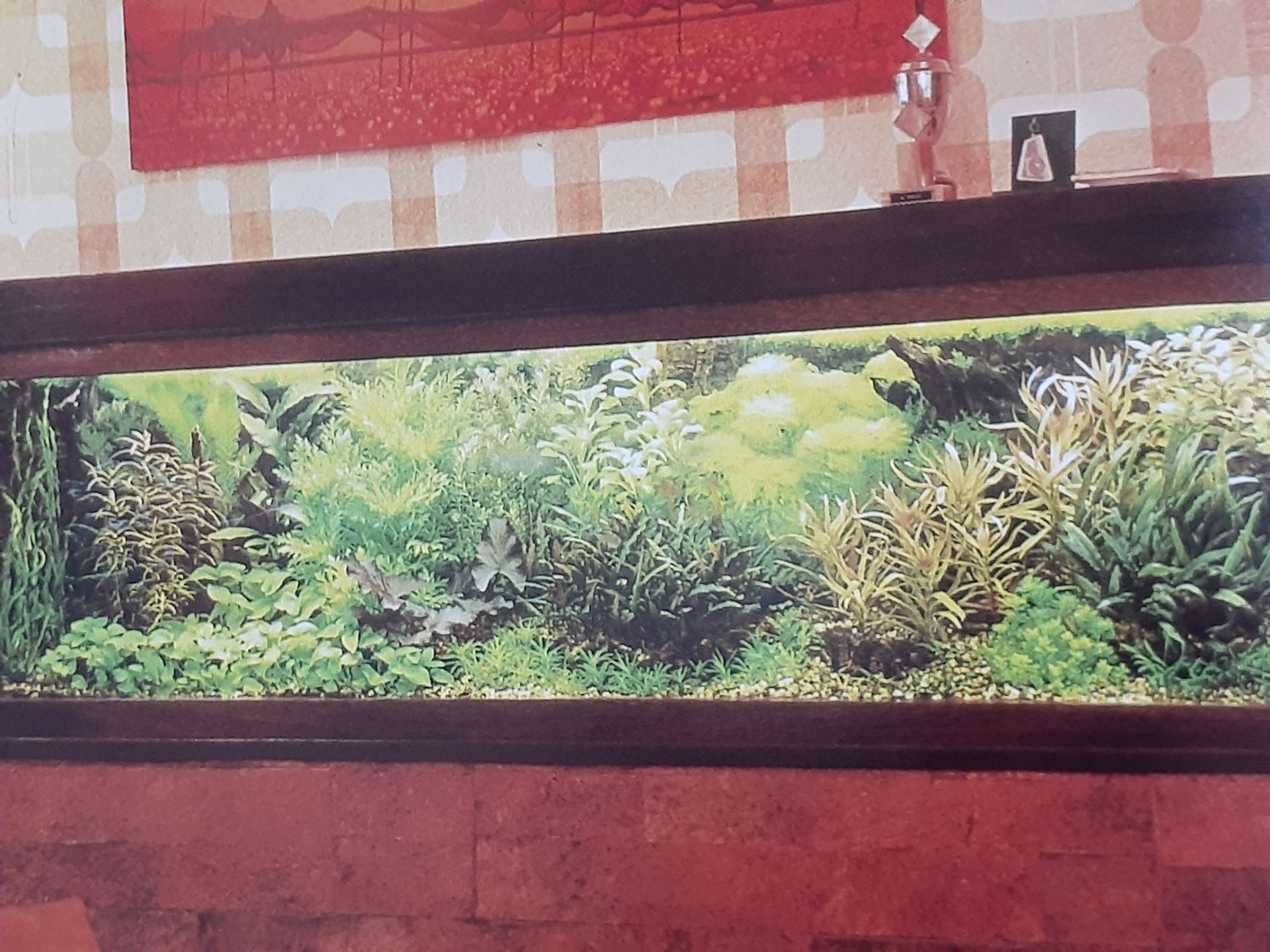 目標にしている水草水槽とは ヤワな九州男児 楽天ブログ