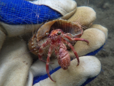 串本磯採集2016年7月中旬35　ソメンヤドカリ（Dardanus pedunculatus）とベニヒモイソギンチャク　モンバンイソギンチャク