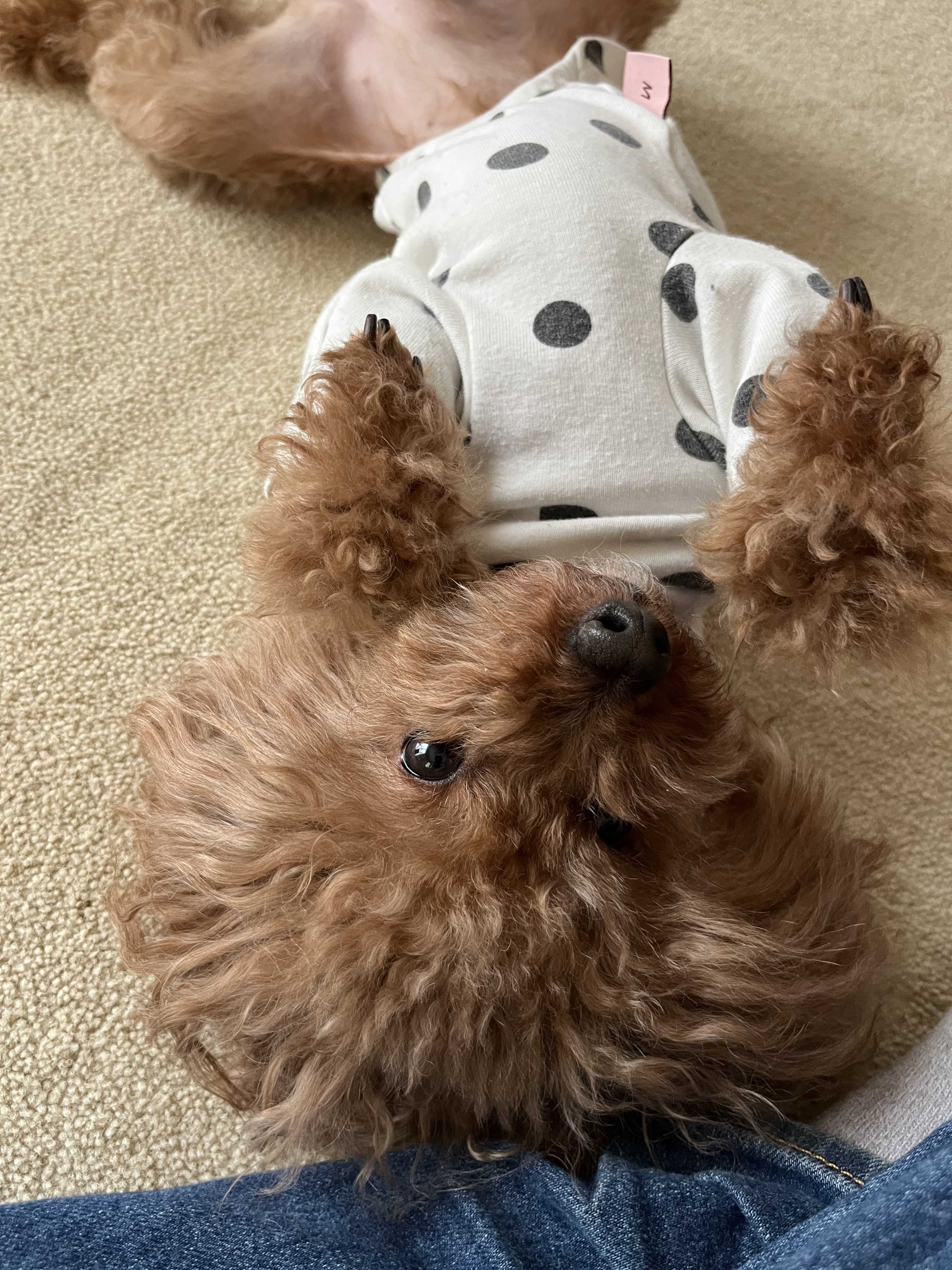 ゴロンとするトイプードル モコくるchannelのブログ 楽天ブログ