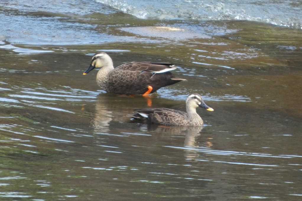 515