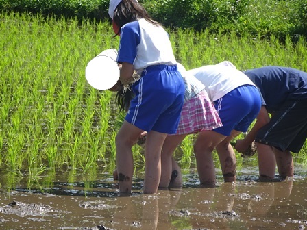 田植え２