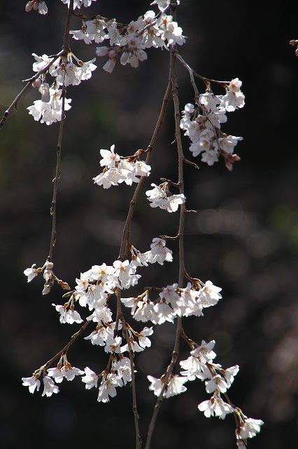 IMG_7694.jpg