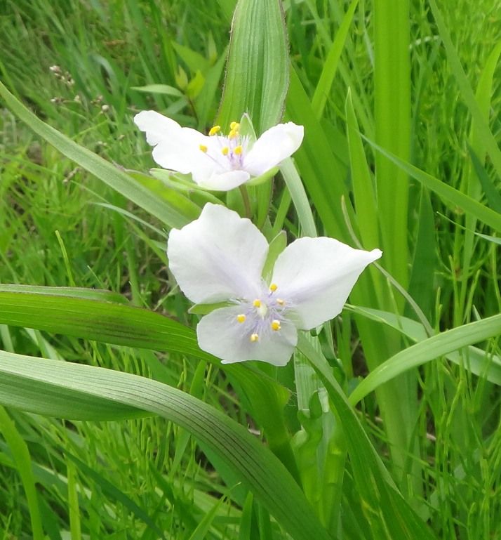 ツユクサとエゾタカネバラ 生命力が凄い 健康法 病気 花 愛猫のことなどアレコレ ガリレオ二世の気まぐれ日記 楽天ブログ