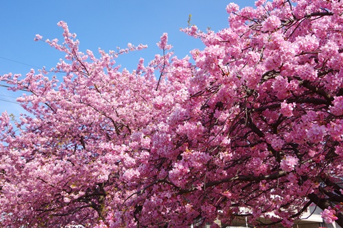 三浦海岸の河津桜