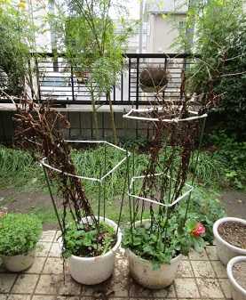 赤のグロリオサの球根の掘り上げ アリウム オストロスキャナムの球根の植付け のんびりガーデニング 楽天ブログ