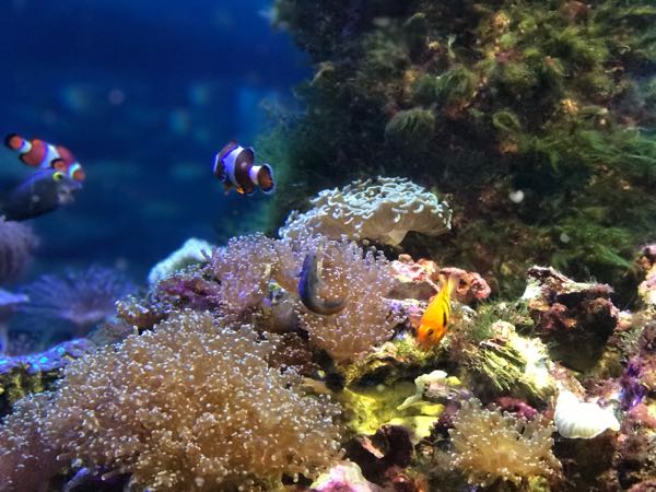 水族館ファミリーデート クラゲちゃん 主婦ネイリストのプチプラセルフネイルrepo 楽天ブログ