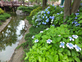 2012Flower50