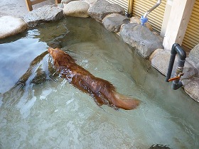 泳ぐらぶお