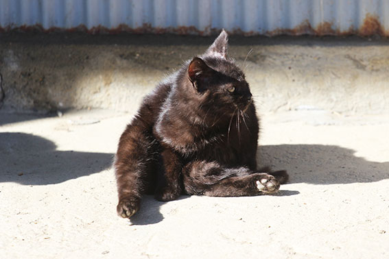 我が家のニャンコ♪2015/1/31-2