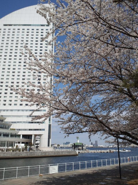 みなとみらい桜9
