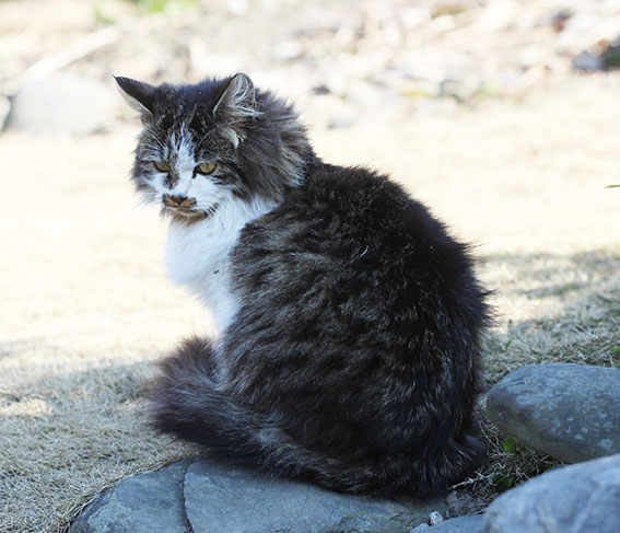 我が家のニャンコ♪2015/1/12-2