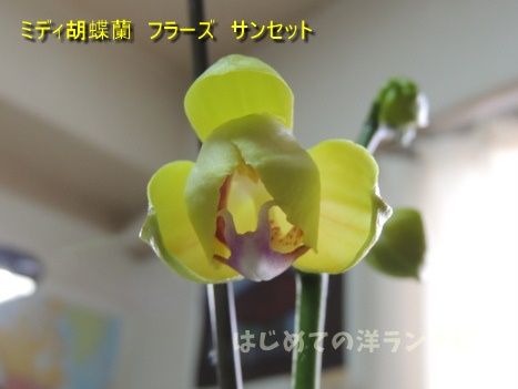 6か月花が絶えないミディ胡蝶蘭フラーズサンセットの記録 はじめての洋ランナビ 楽天ブログ