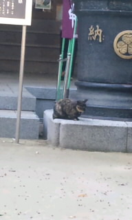お寺の猫４.jpg