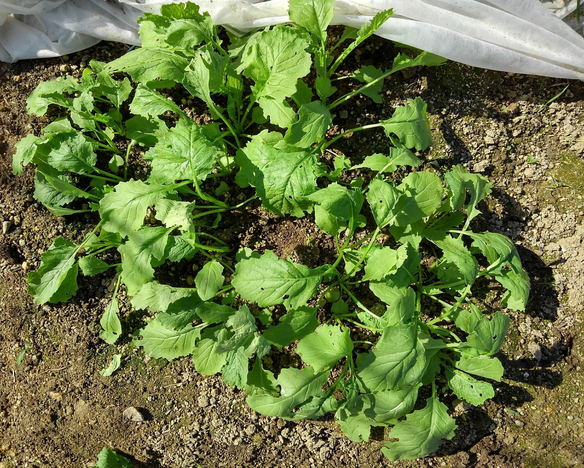 かぶの間引きふたたび 農園ときどき猫 楽天ブログ