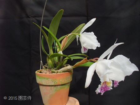 C. lueddemanniana 'Stanley' FCC/RHS 20150228-3