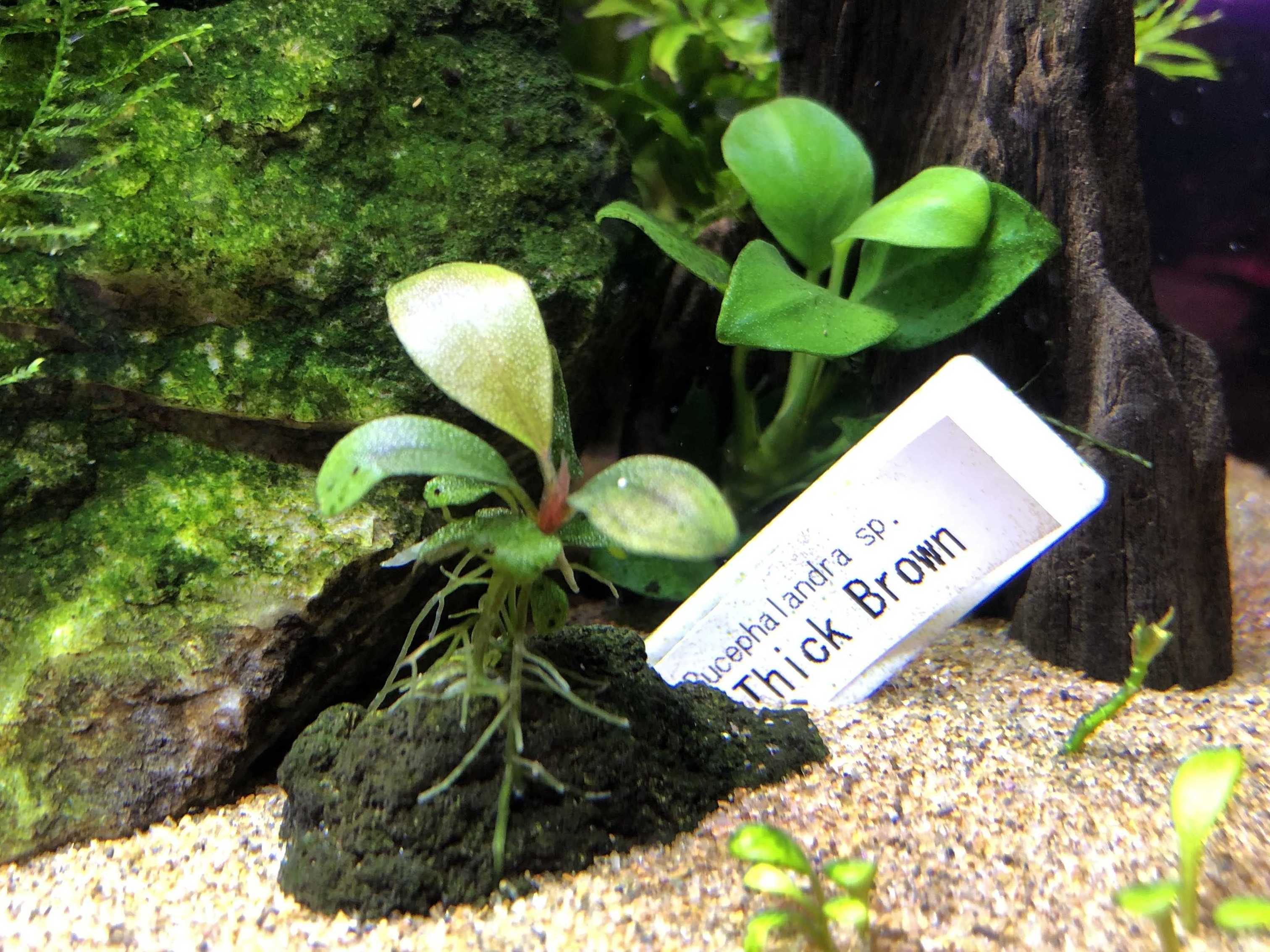 Bucephalandra について 癒しの Aqua Life 楽天ブログ