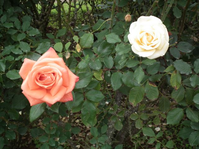 DSCF8558.JPG