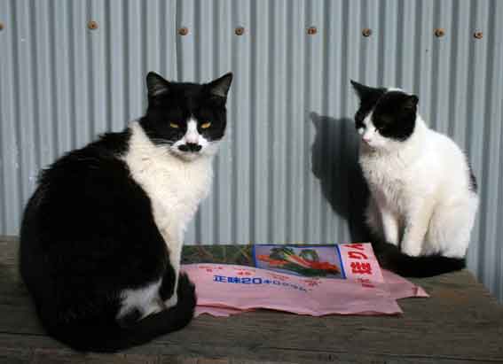 我が家のニャンコ♪2013/3/16-2