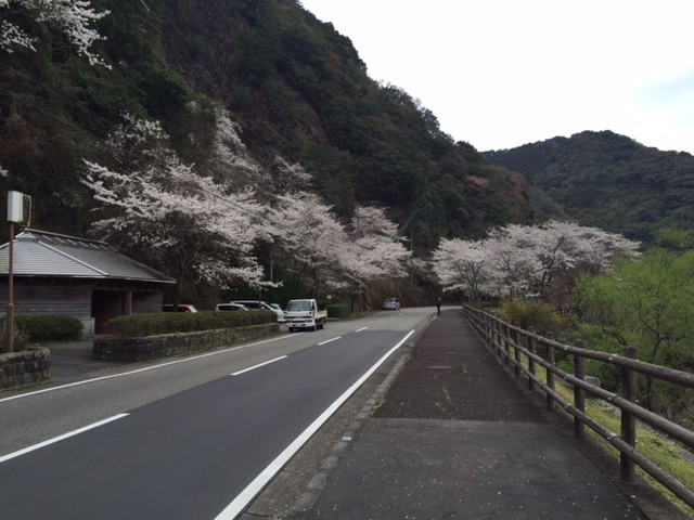 一枚岩（桜　道.jpg