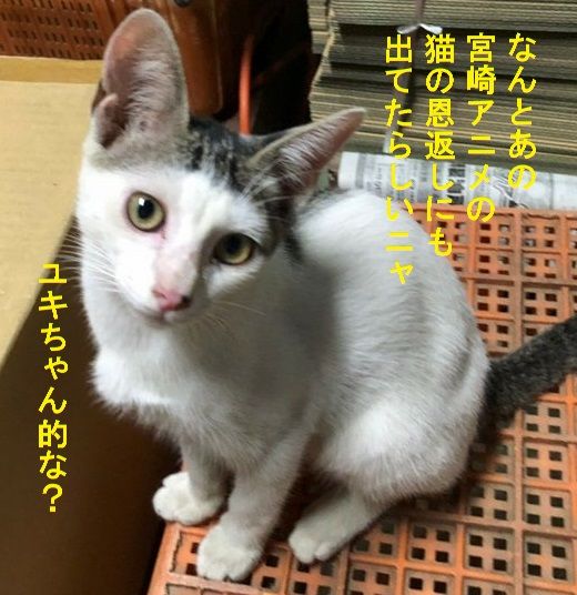 ぱっつん前髪猫 ココ猫ちゃん譲渡会に参加するの巻 ハピー百貨店 楽天ブログ