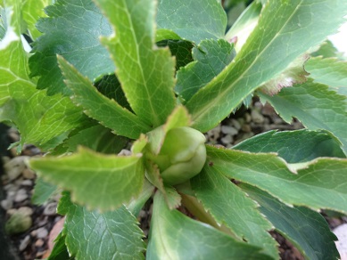 クリロー (2).JPG