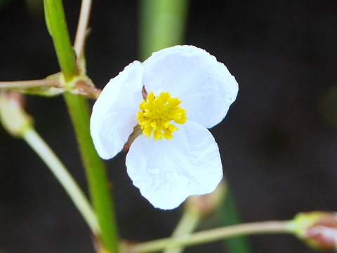 オモダカの花