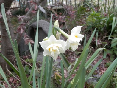P1010004水仙ブログ.jpg