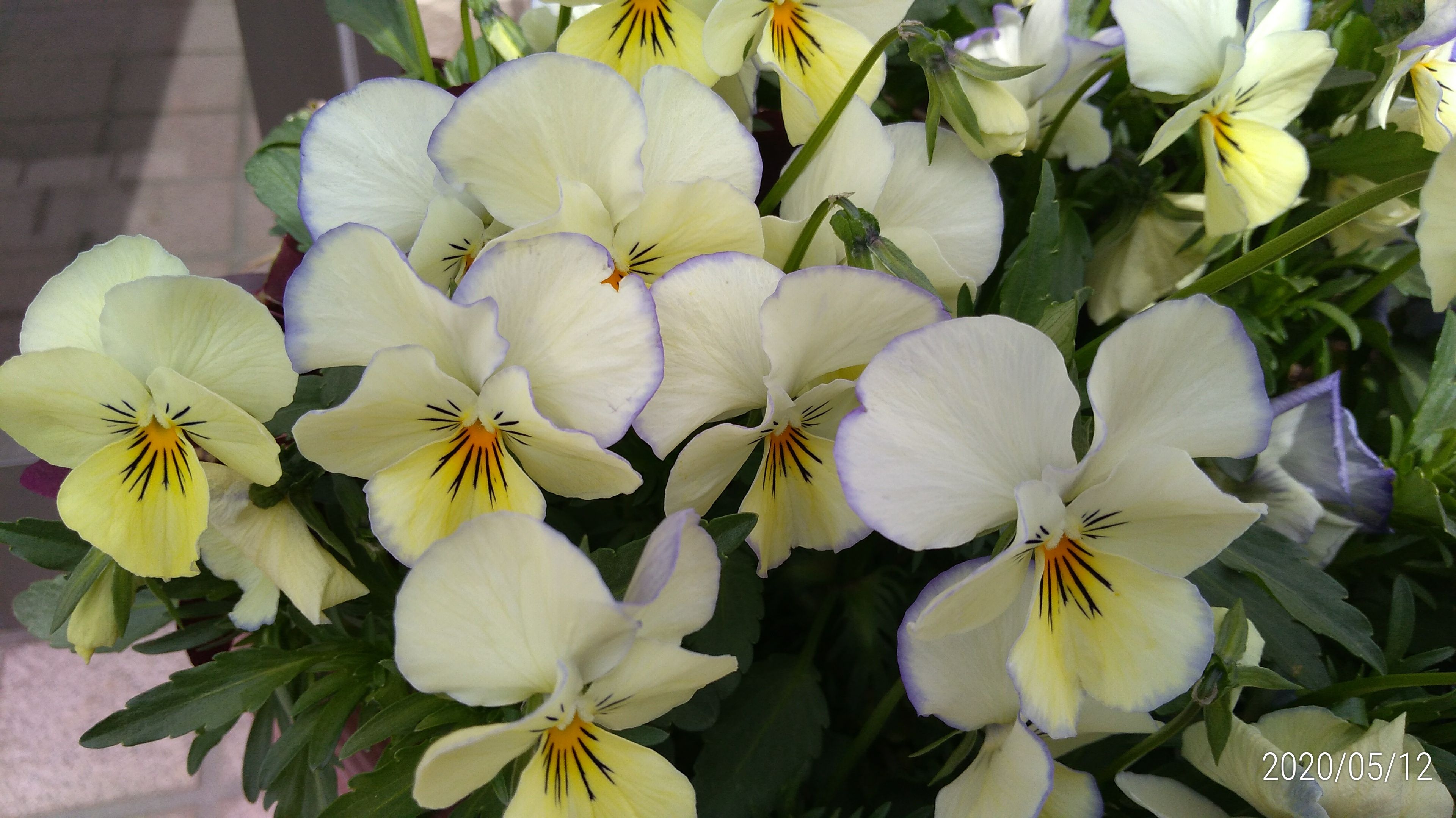 パンジーを植え直しました コットンキャンデー 花に癒されて 楽天ブログ