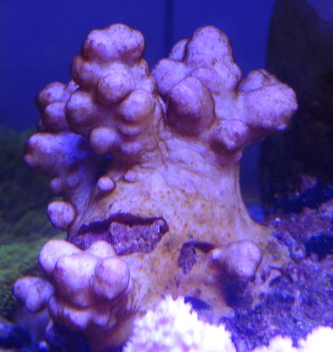 ベニウミ苔