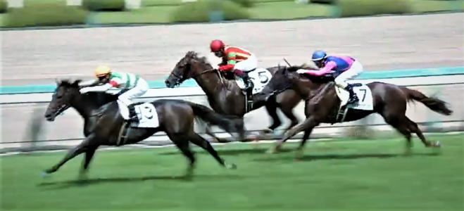 出資馬 ディバインコードその1 ミノルロドリゴの1口 地方馬主ブログ 楽天ブログ