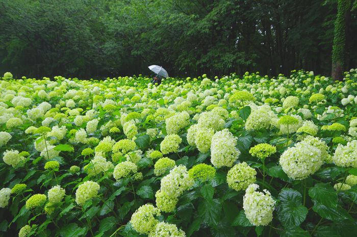 年6月13日 相模原北公園のアジサイ みんな でかけようよ 楽天ブログ