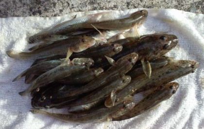 ハゼ釣り01.jpg