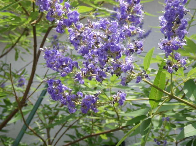 何の花