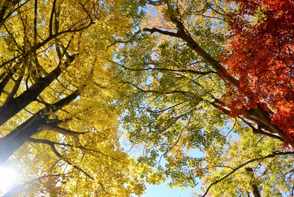 修善寺自然公園