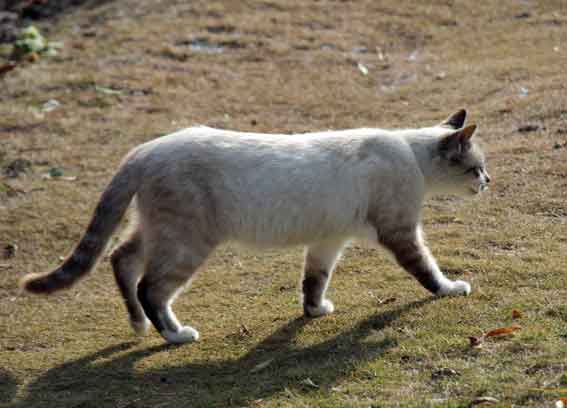 我が家のニャンコ♪2013/12/10-2