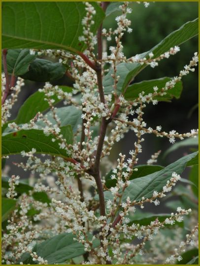 ７月14日 虎杖の花は咲けども無関心 花の歳時記 天南星の魅力 山野草 楽天ブログ