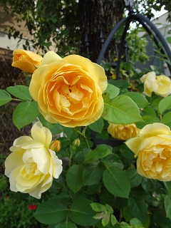 DSC01216.jpg