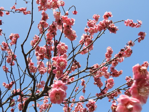 旧芝離宮恩賜庭園にて