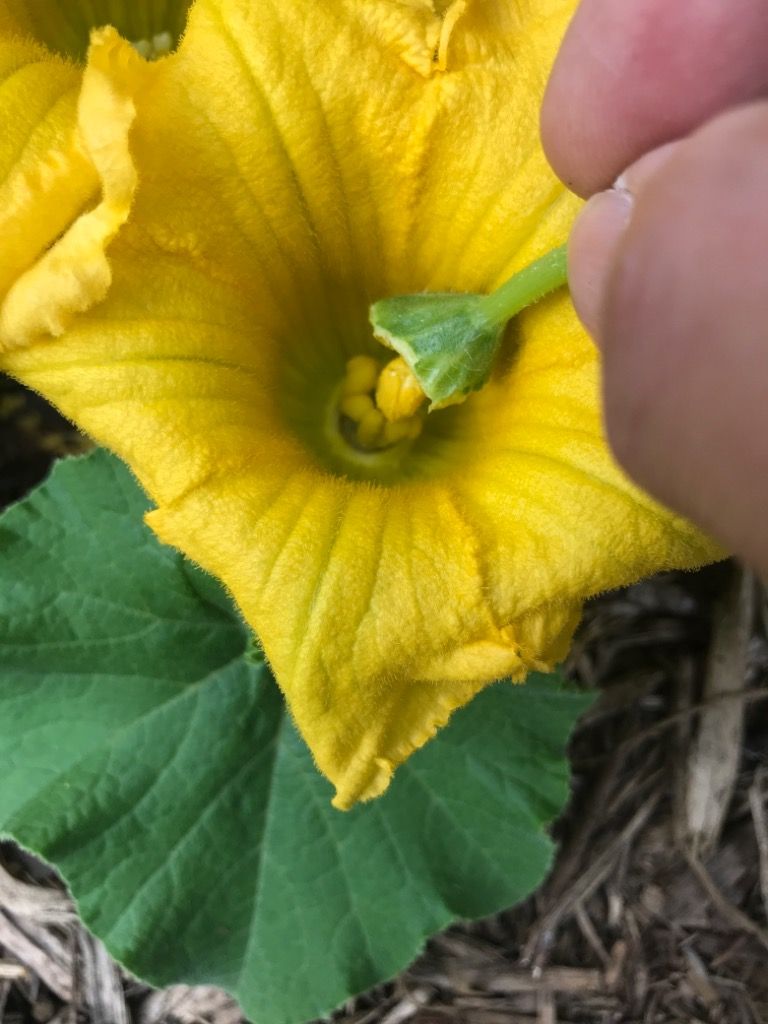 かぼちゃの花合わせ 人工授粉 をしました 植木屋の三代目をやってます村野園のブログです 楽天ブログ