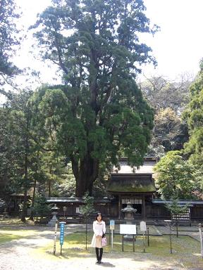 若狭姫神社の千年杉.jpg