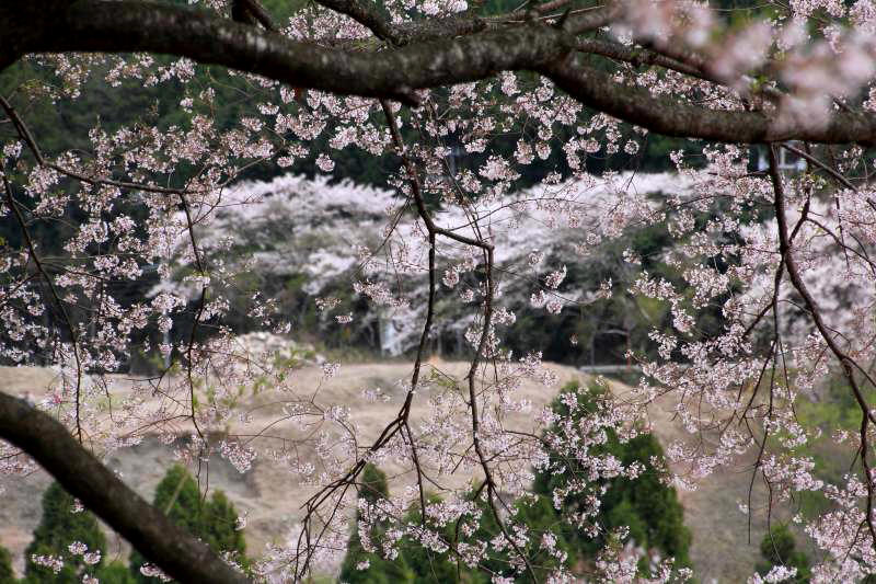 黒川桜の森_011.jpg